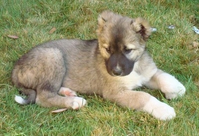 The right side of a tan with black Armenian Gampr puppy that is laying in grass and it is looking forward.