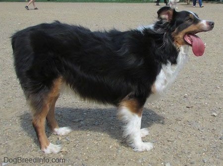 The right side of a tri-color Australian Shepherd that is standing on a beach with its mouth open and its tongue out