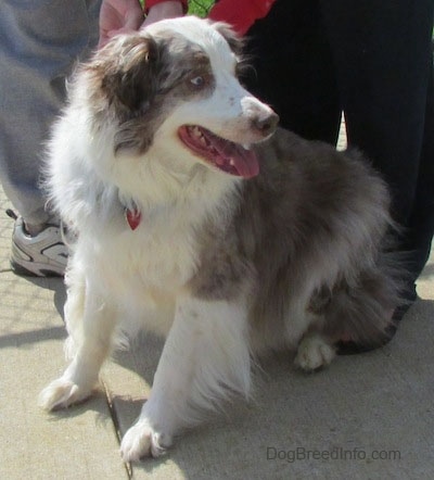 The front left side of a red merle Australian Shepherd that is sitting on a concrete surface and it is looking to the right. There are people behind it.