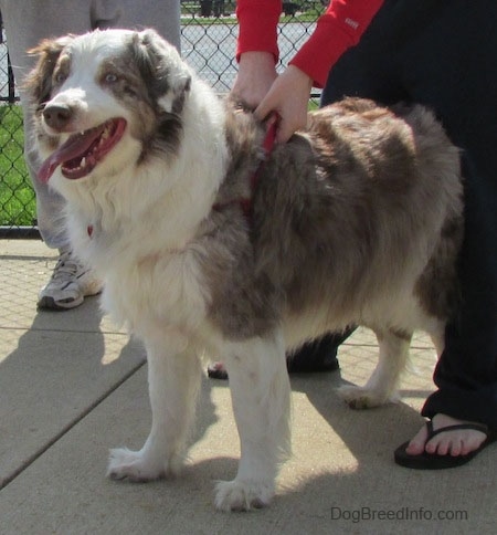 The front left side of a red merle Australian Shepherd that is standing on sidewalk with a chain link fence behind it. There is a person holding his harness