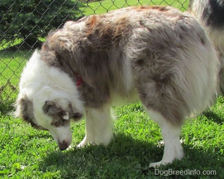 The left side of a red merle Australian Shepherd that is sniffing around the grass in front of a chain link fence