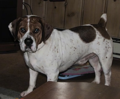 The left side of a white with brown Beabull that is standing across a carpet behind a coffee table