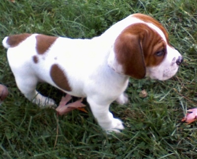 Topdown view of the right side of a white with brown Beabull puppy that is standing across grass.