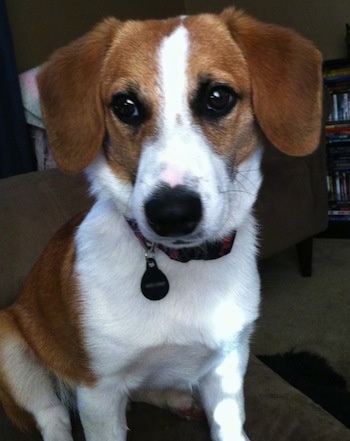 Close up - A brown with white Beagi sitting on a couch and it is looking forward.