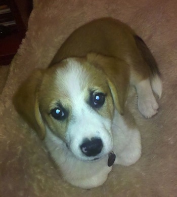 Corgi Puppies on Han Solo Lafarier The Beagle   Corgi Mix As A Puppy