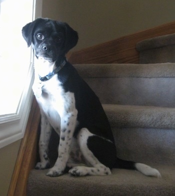 Daisy the Beagle Chin sitting on a staircase near a window