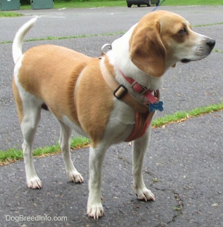 Emma the Beagle looking to the right into the distance