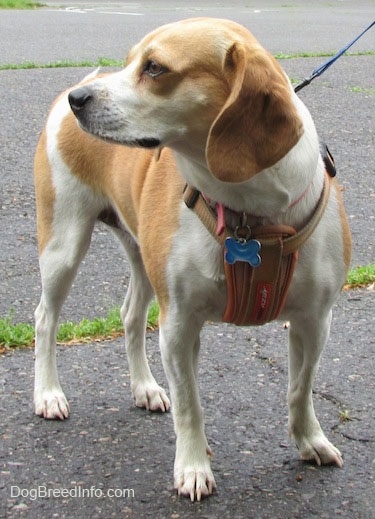 Emma the Beagle wearing a harness looking to the left into the distance
