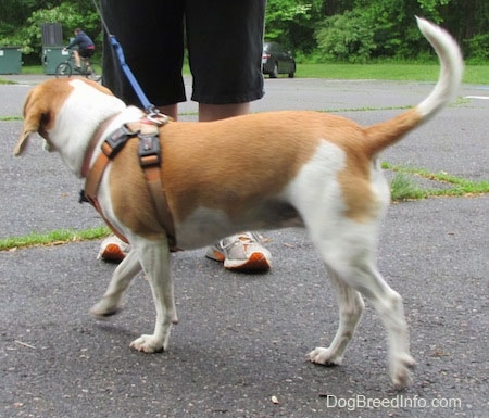 Emma the Beagle in a parking lot looking at a person who is riding a bike