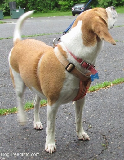 Emma the Beagle wearing a harness standing in a parking lot looking up