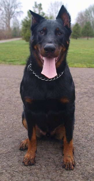 Balder the Beauceron sitting outside on a driveway with its mouth open and tongue out