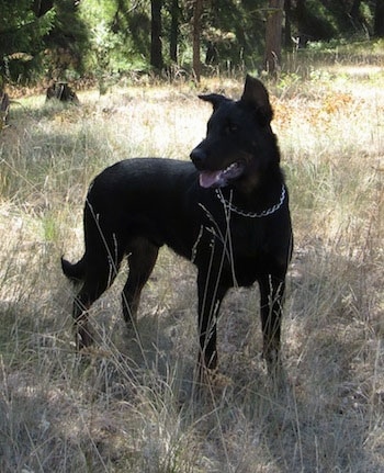 Balder the Beauceron standing outside in the shade with his mouth open and tongue out