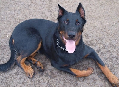 Balder the Beauceron laying down outside with its mouth open and tongue out