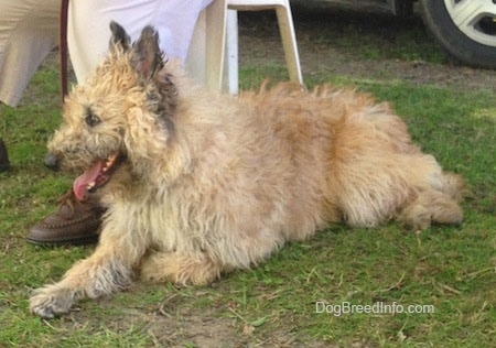 Mia the Belgian Laekenois with its mouth open laying outside in front of a person in a lawn chair