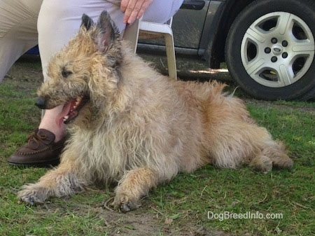 Mia the Belgian Laekenois with its mouth open and tongue out laying outside in front of a person in a lawn chair who is sitting in front of a car