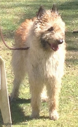 Mia the Belgian Laekenois with its mouth open standing outside next to a lawn chair