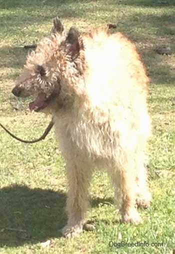 Mia the Belgian Laekenois with its mouth open standing outside looking to the right