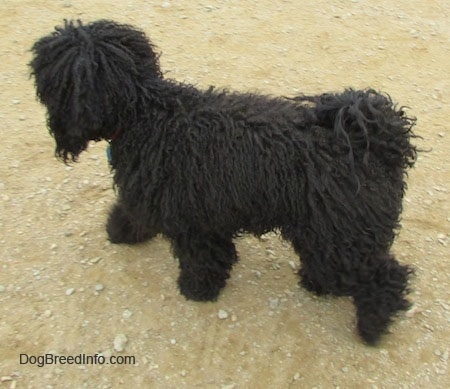 Bug the black Bich-Poo walking down on a brown dirt gravel ground