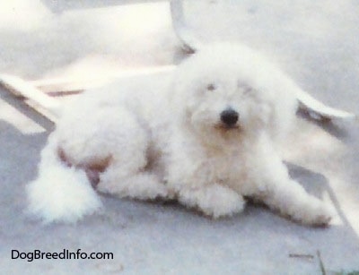Bichon Frise Dog Rescue
