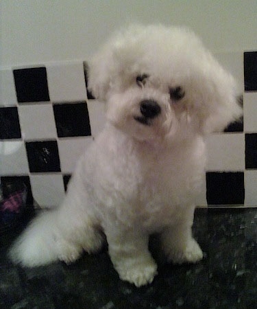 Bichon Frise Puppies on Bichon Frise Information And Pictures  Bichon Frises  Bichons