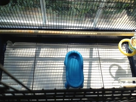 Top down view of the bottom of a clean cage. There is a blue miniature tub of water on the bottom.