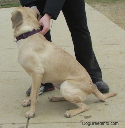 Right Profile - Nani the Black Mouth Cur sitting in front of a person 
