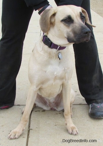 Nani the Black Mouth Cur sitting in front of a person who is holding its collar
