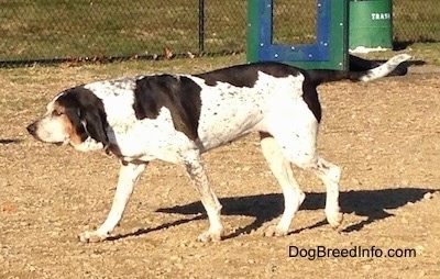 The left side of a white with black Bluetick Coonhound Harrier that is walking across dirt. There is a green trashcan behind it.