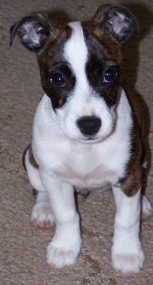 Close Up - A brown with white Bo-Jack puppy sitting on a carpet and it is looking forward.