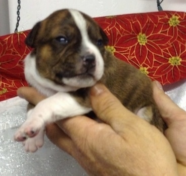 The left side of a brown with white Bo-Jack puppy that is being held up by a person, it is looking forward and there is a couch behind it.