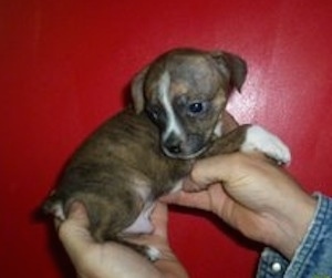 The right side of a brindle with white Bo-Jack Puppy that is being held up in the air by a person.