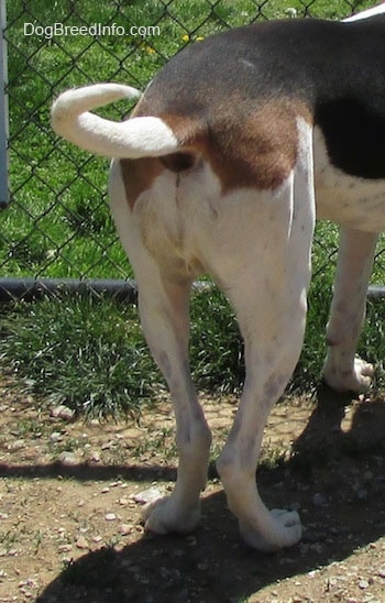 The backside of a beagle that is standing on dirt and in front of a chain link fence