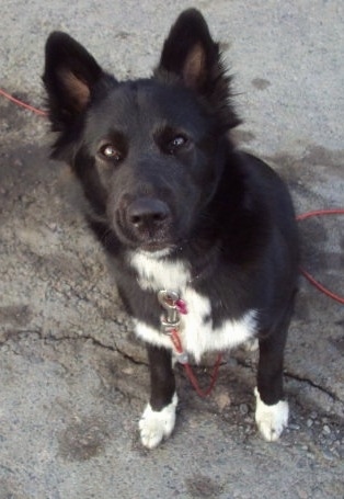 Topdown view of a black with white Border Collie Pit that is sitting outside on a driveway and it is looking up.