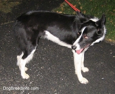 Lucy the Border collie standing on a blacktop with its mouth open and looking back into the distance