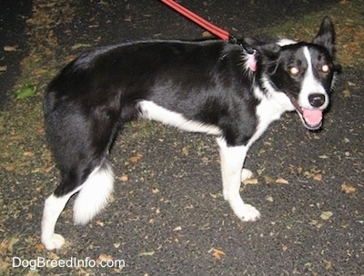 Lucy the Border collie standing on a blacktop with its mouth open and looking at the camera holder