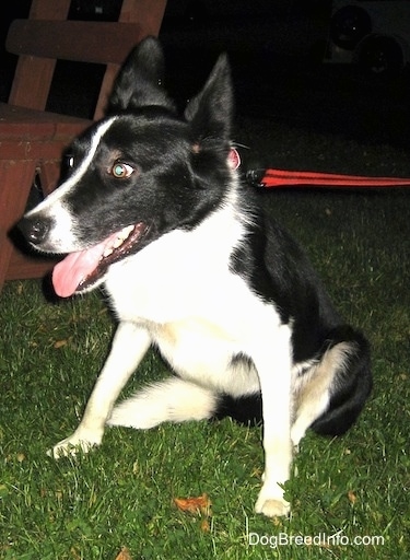 Lucy the Border collie sitting in grass in front of a wooden lawn bench with its mouth open and tongue out