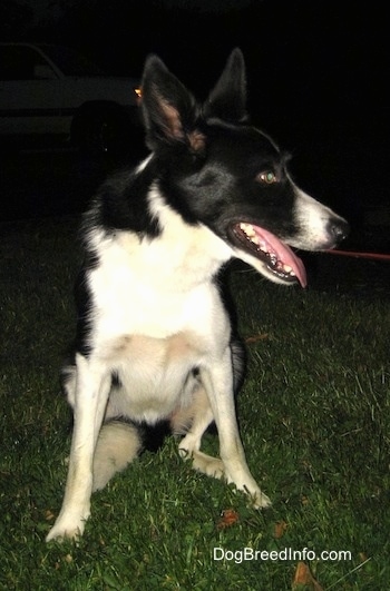 Lucy the Border collie sitting in grass and looking to the left