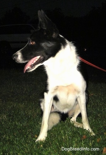 Lucy the Border collie sitting in grass and looking to the right