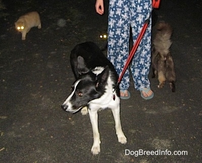 Lucy the Border collie  getting surrounded by cats