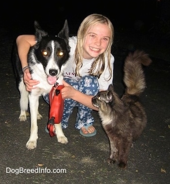 Lucy the Border collie being hugged by Amie and Blizzard the Cats looking at her