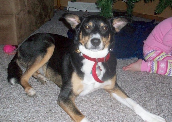 Vegas the Border Collie is laying on a carpetted floor next to a little girl and looking at the camera holder with a Christmas tree in the background