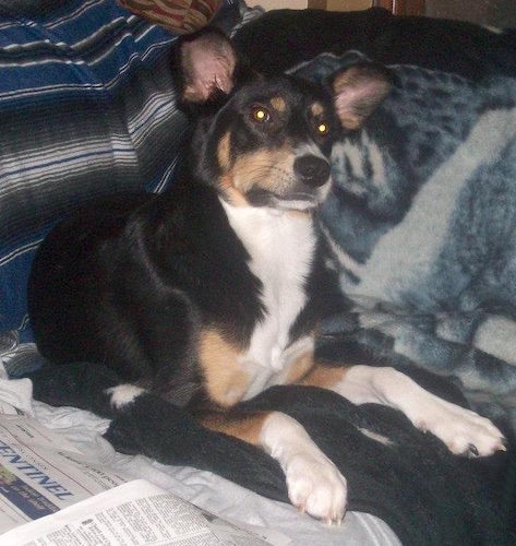 Vegas the Border Collie laying on a bed with newspapers next to it