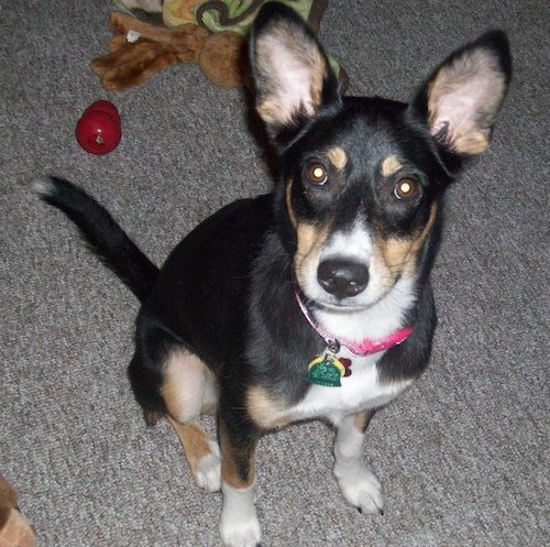 Vegas the Border Collie sitting on a carpetted floor looking up at the camera holder