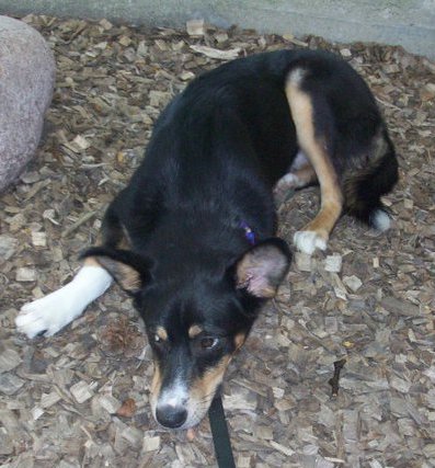 Vegas the Border Collie laying down outside with its head in woodchips and a rock next to it.