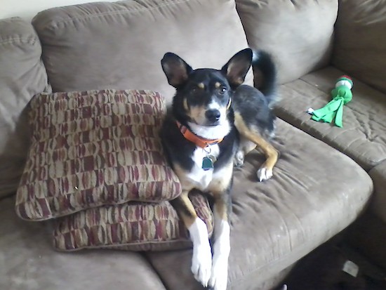 Vegas the Border Collie laying on a couch next to a couple of pillows stacked and a dog toy behind her