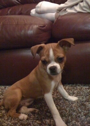 The right side of a red with white Boston Huahua that is sitting on a carpet, in front of a leather couch.