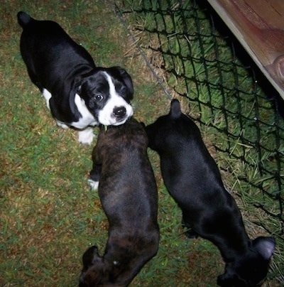 Topdown view of Three Boston Spaniel puppies that are walking along a chain link fence