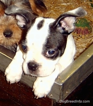 Boston Terrier puppy jumped up against the edge of a dog pen