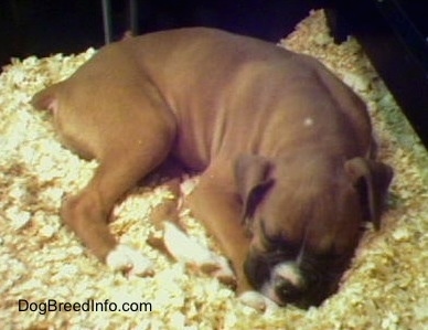 Fawn Boxer puppy sleeping on a pile of wood chips