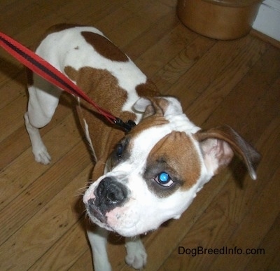 Close Up - Topdown view of the front right side of a white with brown Boxer that is standing across a hardwood floor, it is looking up and to the left.